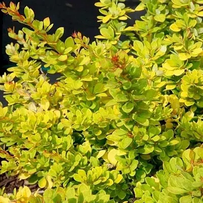 Барбарис СЕНСЕЙШЕН тунберга  Барбарис СЕНСЕЙШЕН тунберга в Симферополе