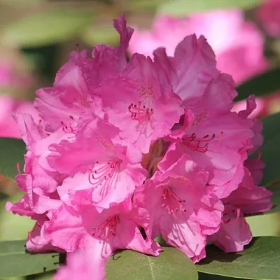 Рододендрон ЛУМИНА  Рододендрон ЛУМИНА в Симферополе