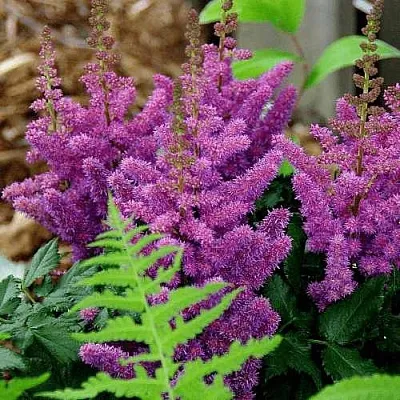 Астильба БЛЭК ЭНД БЛУ китайская  Астильба БЛЭК ЭНД БЛУ китайская в Симферополе