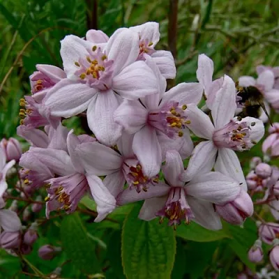 Дейция МОУНТ РОУЗ в Симферополе