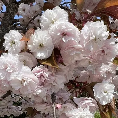 Сакура ШИРОФУГЕН  Сакура ШИРОФУГЕН в Симферополе