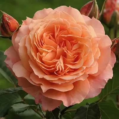 Саженцы роз БЕЛЬВЕДЕР шраб  Саженцы роз БЕЛЬВЕДЕР шраб в Симферополе