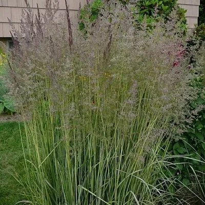 Вейник АВАЛАНШ остроцветковый  Вейник АВАЛАНШ остроцветковый в Симферополе