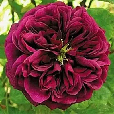 Саженцы роз ЗЕ ПРИНЦ английская  Саженцы роз ЗЕ ПРИНЦ английская в Симферополе