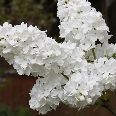 Сирень ФЛОРА  Сирень ФЛОРА в Симферополе