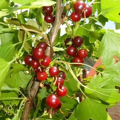 Смородина золотистая ВИШНЕВАЯ  Смородина золотистая ВИШНЕВАЯ в Симферополе