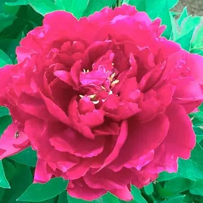 Пион ОСТРОВНОЙ МИНИСТР древовидный  Пион ОСТРОВНОЙ МИНИСТР древовидный в Симферополе