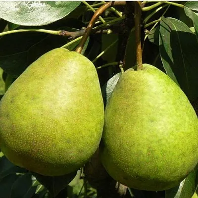 Груша ЛАГОДНАЯ в Симферополе