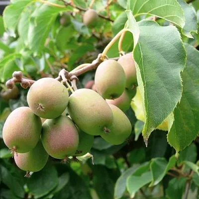 Актинидия ЛЮСИ аргута  в Симферополе