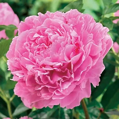 Пион МИСС ЭКХАРТ травянистый  Пион МИСС ЭКХАРТ травянистый в Симферополе