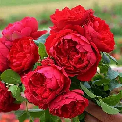 Саженцы роз ФЛОРЕНТИНА плетистая  Саженцы роз ФЛОРЕНТИНА плетистая в Симферополе