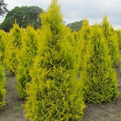 Туя САНКИСТ западная  Туя САНКИСТ западная в Симферополе
