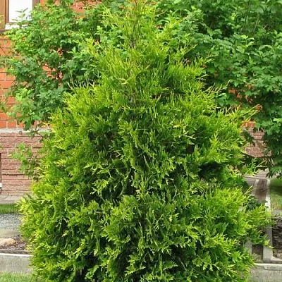 Туя АНЯ (АНИЕ) западная  Туя АНЯ (АНИЕ) западная в Симферополе