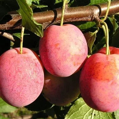 Слива ВИКТОРИЯ  Слива ВИКТОРИЯ в Симферополе