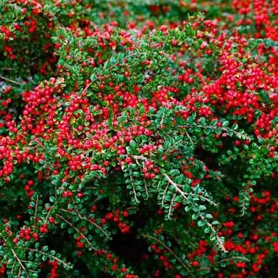 Кизильник горизонтальный  Кизильник горизонтальный в Симферополе