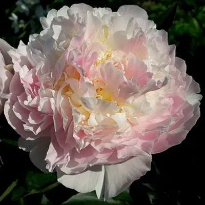 саженцы пиона саженцы пиона