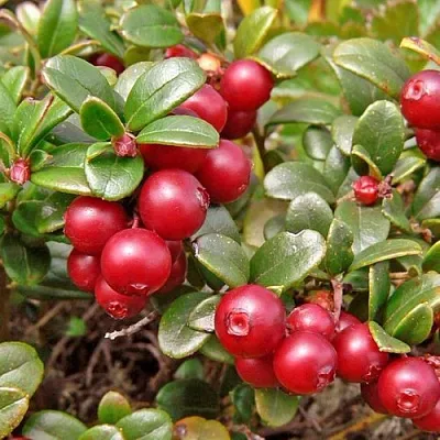 Брусника садовая АМЕРЛАНД  Брусника садовая АМЕРЛАНД в Симферополе