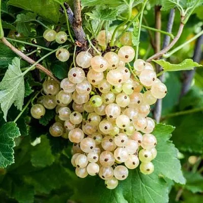 Смородина белая БЕЛАЯ ПОТАПЕНКО  Смородина белая БЕЛАЯ ПОТАПЕНКО в Симферополе