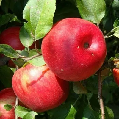 Яблоня ВАЛЕРИЯ  Яблоня ВАЛЕРИЯ в Симферополе