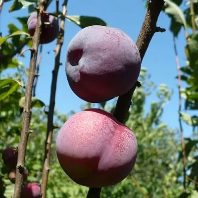 Плумкот ВЕЙ ВОНГ  Плумкот ВЕЙ ВОНГ в Симферополе