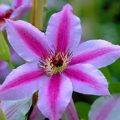 Клематис НЕЛЛИ МОЗЕР в Симферополе