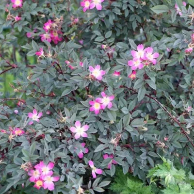 Саженцы роз сизая — описание сорта Саженцы роз сизая в Симферополе