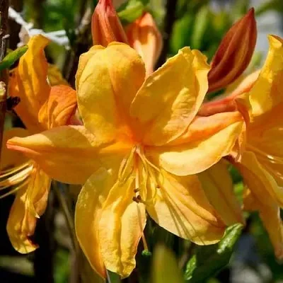 Азалия ГОЛДЕН ЛАЙТС листопадная  Азалия ГОЛДЕН ЛАЙТС листопадная в Симферополе