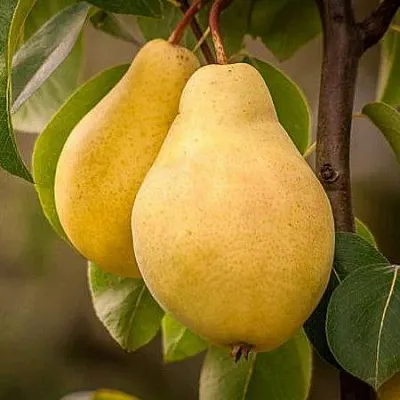 Осенние сорта  Осенние сорта в Симферополе