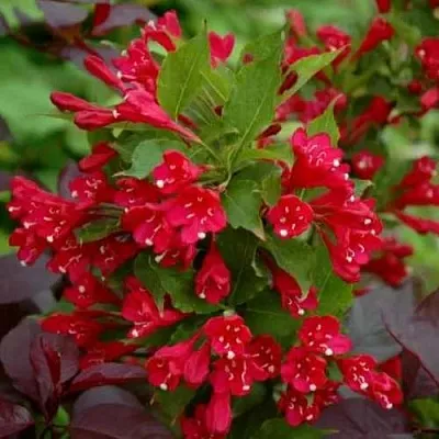 Вейгела РЕД ПРИНЦ  Вейгела РЕД ПРИНЦ в Симферополе