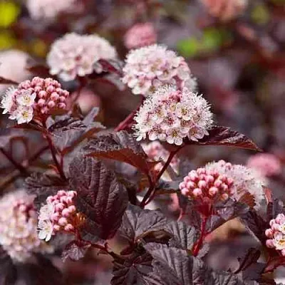 Пузыреплодник АНДРЕ   Пузыреплодник АНДРЕ  в Симферополе