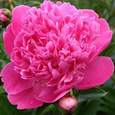 Пион ЭДУЛИС СУПЕРБА травянистый  Пион ЭДУЛИС СУПЕРБА травянистый в Симферополе