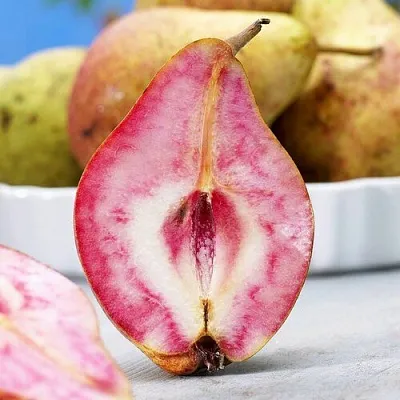 Груша БЛЮТБЕРН в Симферополе