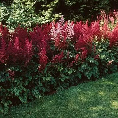 Астильба ГРАНАТ Арендса  Астильба ГРАНАТ Арендса в Симферополе