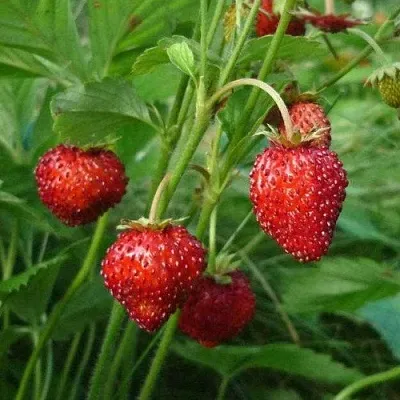 Земляника АЛЬПИЙСКАЯ в Симферополе