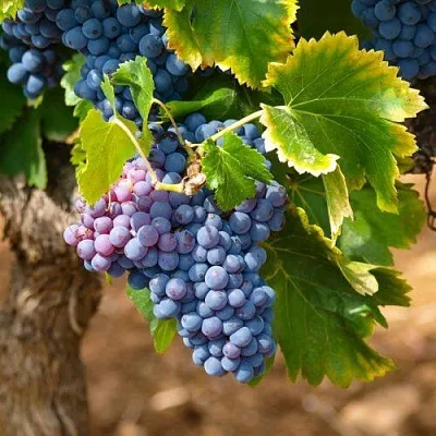 Виноград ЗИЛГА  Виноград ЗИЛГА в Симферополе