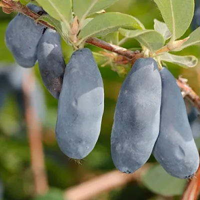 Жимолость съедобная СИНИЙ УТЕС  Жимолость съедобная СИНИЙ УТЕС в Симферополе