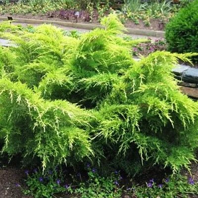 Можжевельник ГОЛД КОСТ средний  Можжевельник ГОЛД КОСТ средний в Симферополе