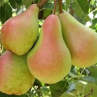 Груша ЛЕСНАЯ КРАСАВИЦА  Груша ЛЕСНАЯ КРАСАВИЦА в Симферополе