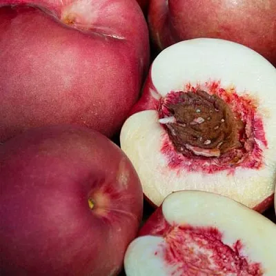 НЕКТАПЛЮМ  НЕКТАПЛЮМ в Симферополе