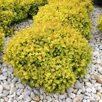 Барбарис БОНАНЗА ГОЛД тунберга  Барбарис БОНАНЗА ГОЛД тунберга в Симферополе