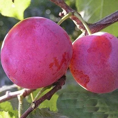 Слива ДЕЛИКАТНАЯ  Слива ДЕЛИКАТНАЯ в Симферополе