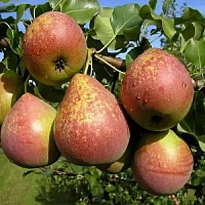 Груша МРАМОРНАЯ в Симферополе