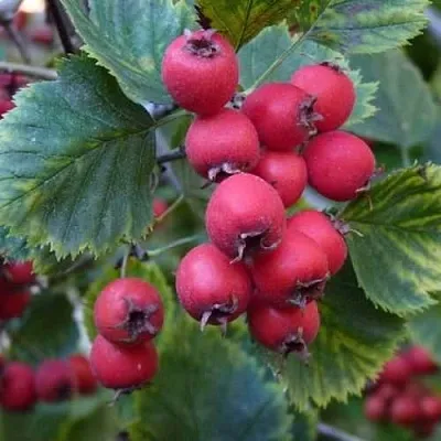 Боярышник АРНОЛЬДА в Симферополе