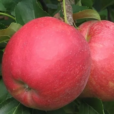 Яблоня РУБИН  Яблоня РУБИН в Симферополе