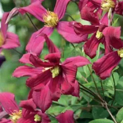 Клематис СТРОУБЕРРИ ФИЛДС  Клематис СТРОУБЕРРИ ФИЛДС в Симферополе