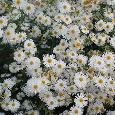 Болтония СНОУБЭНК  Болтония СНОУБЭНК в Симферополе