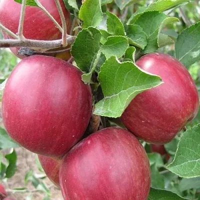 Яблоня МОСКОВСКОЕ ОЖЕРЕЛЬЕ колонновидная  Яблони Московское Ожерелье колонновидная в Симферополе