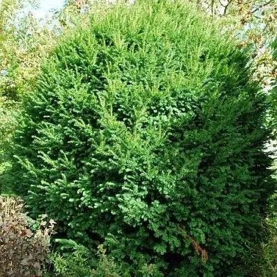 Тис РЕПАНДЕНС ягодный  Тис РЕПАНДЕНС ягодный в Симферополе