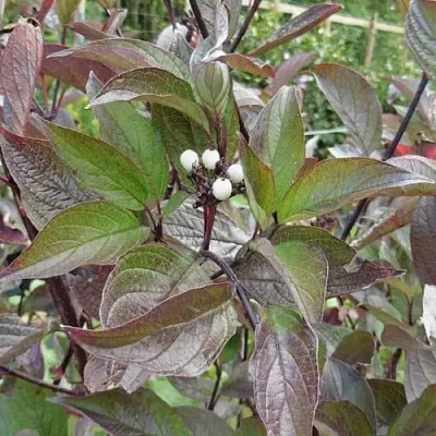 Дерен КЕССЕЛЬРИНГИ  Дерен КЕССЕЛЬРИНГИ в Симферополе