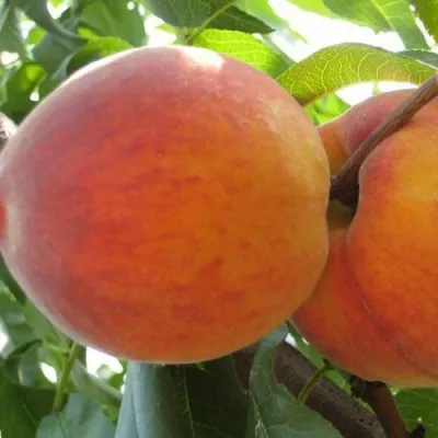 Персик СОЧНЫЙ — описание сорта Персик СОЧНЫЙ в Симферополе